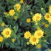 Maryland Goldenaster